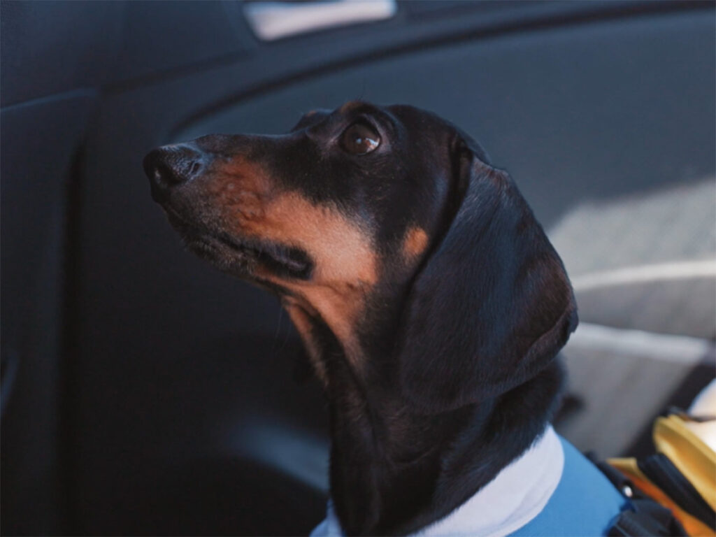 Hund bei Hitze im Auto – Wann darf ich die Scheibe einschlagen, um ein Tier in Lebensgefahr zu retten?